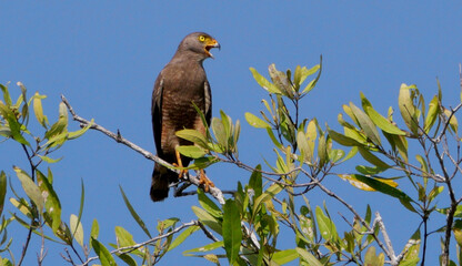 Common Black Hawk (Buteogallus anthracinus) perched on tree branch calling under clear blue sky, Costa Rica