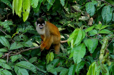 Central American Squirrel Monkey (Saimiri oerstedii) climbing through dense jungle foliage on tree...