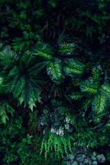 Group background of dark green tropical leaves. Green leaves pattern background. Green leaf texture,