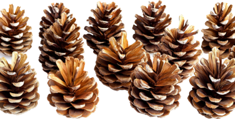 Collection of Dried Pine Cones
