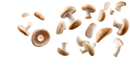 Fototapeta premium Mushrooms isolated on white background 