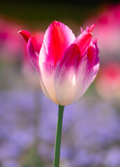 Fototapeta premium Tulips On The Parterre At Waddesdon Manor, Buckinghamshire