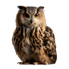 Fototapeta premium Eurasian eagle owl (Bubo bubo), isolated on transparent background