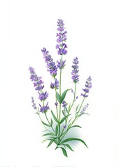 Naklejka premium Botanical Illustration of Lavender Plant
