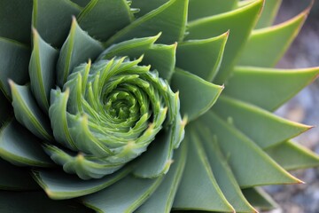 Fototapeta premium Succulent plant spirals beautifully in natural sunlight during late afternoon in a garden setting