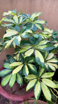 Green and yellow foliage of schefflera houseplant