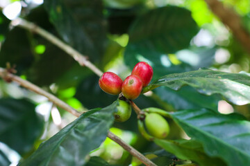 Obraz premium close up view of red coffee cherry on the tree