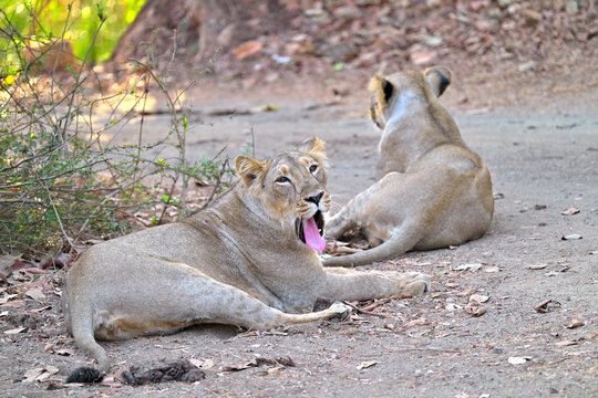 Lioness eyes with tongue outside seen sitting in the wilderness of Gir National Park Gujarat India