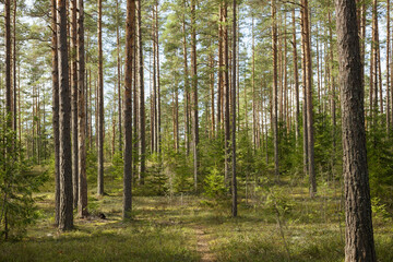 Path through a Sunlit Forest, Sunny pine forest in North