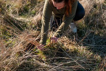 regenerative organic female farmer, taking soil samples and looking at plant growth in a farm. practicing sustainable agriculture in a paddock researching © Phoebe
