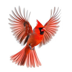 Fototapeta premium Flying cardinal with wings spread isolated on transparent background