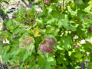 Gallic aphid on the leaves of red currant. The pest damages the currant leaves, red bumps on the leaves of the bush from the parasite disease.