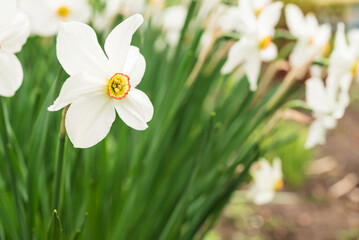 Delicate white daffodils burst from lush greenery, creating a serene and peaceful scene