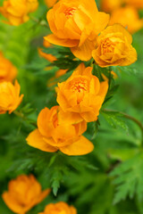 Asian globeflower Trollius asiaticus, a delicate dance of texture and color, offer a vibrant splash of optimism