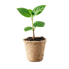Young Plant Growing in Eco Friendly Pot Black Background
