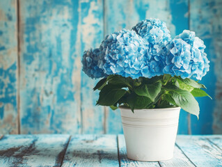 Beautiful blue hydrangea in a white pot on a rustic wooden table