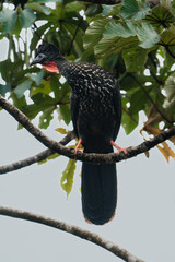 Costa Rica, Wildlife
