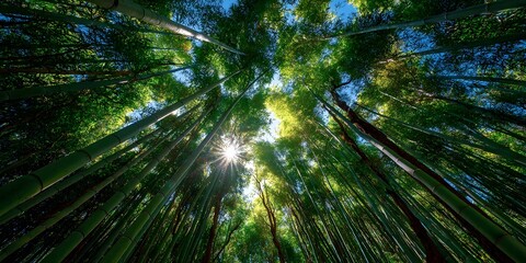 Dense bamboo forest from below: tall green stalks reach skyward. Sunlight filters through canopy, making bright sunburst, illuminating lush green leaves.