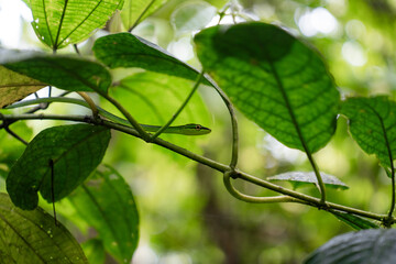 Costa Rica, Wildlife