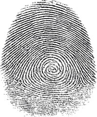Detailed black and white fingerprint with spiral pattern, identity concept. Vector illustration