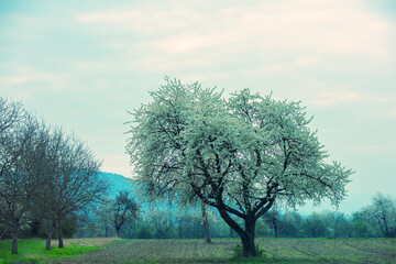 Obraz premium Blossoming tree in spring. Farmland near Heimsheim. Germany