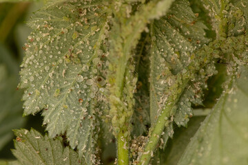 Macro photograph showing aphids and their eggs on plant leaves.  Excellent for agricultural or pest...