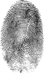 Detailed black fingerprint pattern, concept of identity. Vector illustration