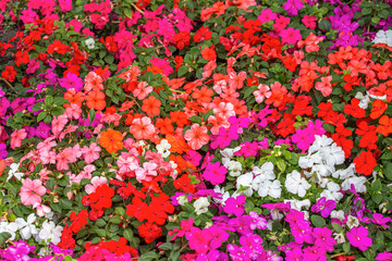 beautiful flower decoration for flora background.