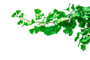 gingko leave  isolate on white background.