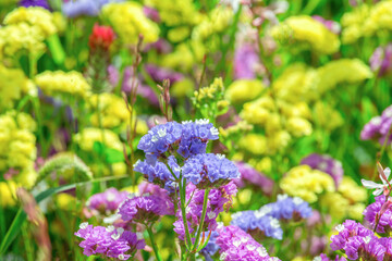 beautiful flower decoration for flora background.