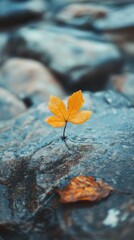 A single orange leaf clinging to a rock in a riverbed.