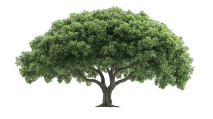A Large Green Tree With A Thick Canopy And A Wide Spreading Trunk Isolated On A Transparent Background