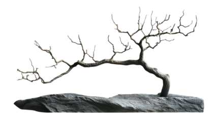 A tree with a long trunk is on a rock