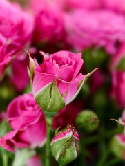 Close-up photo of bouquet of delicate pink roses. Natural flowers floral background.