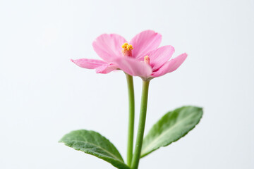 Fototapeta premium bunch of pink flowers on a white background