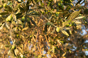 Close-up of green olives on a branch, bathed in sunlight.  Perfect for food, agriculture, or...