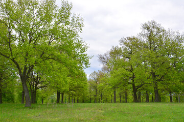 Fototapeta premium A vibrant green landscape with lush trees and a grassy meadow in cloudy day