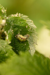 A detailed macro shot of a tiny caterpillar resting on a green leaf, showcasing intricate details.