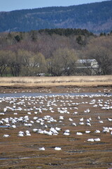 Snow geese in spring, Québec, Canada