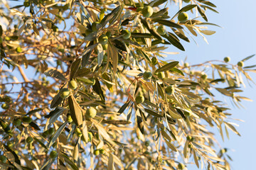 Fototapeta na wymiar Close-up of olive tree branches laden with green olives against a clear blue sky.