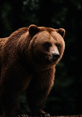 Obraz premium Grizzly Majesty: Nightfall Portrait