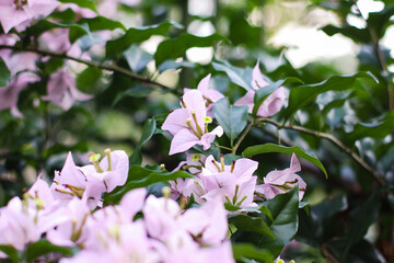 close up view of beautiful bougainvillea flowers in indonesian garden