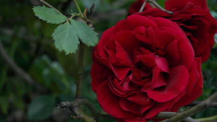 Close-up of a blooming red rose with buds in natural light. Symbol of love, romance, and elegance....