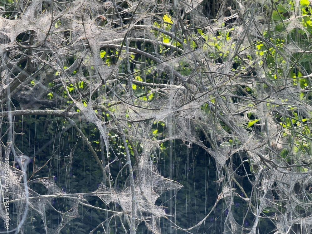 Poster close-up of numerous spiderwebs woven between tree branches, creating a natural, intricate design.