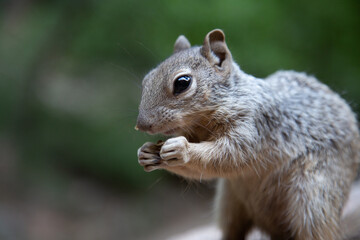 Close-up of a cute squirrel enjoying a tasty nut. Perfect for nature, wildlife, and animal themes.