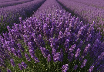 Obraz premium Blooming lavender field in summer season landscape