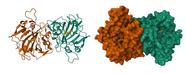 Crystal structure of the dimeric extracellular domain of human carbonic anhydrase XII with inhibitor. 3D cartoon and molecular surface models, chain id color scheme, pdb 1jd0