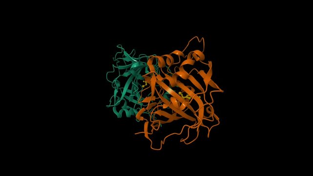 Structure of the dimeric extracellular domain of human carbonic anhydrase XII with inhibitor. Animated 3D cartoon and molecular surface models, chain id color scheme, pdb 1jd0, black background