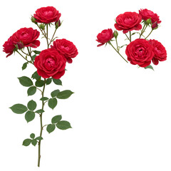 深紅のバラ、鮮やかに輝く光彩、優雅な構図