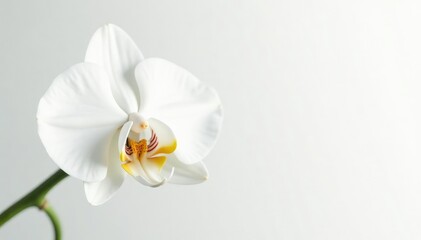 Obraz premium Delicate white orchid blossom against pure white backdrop, blossom, stock, orchid